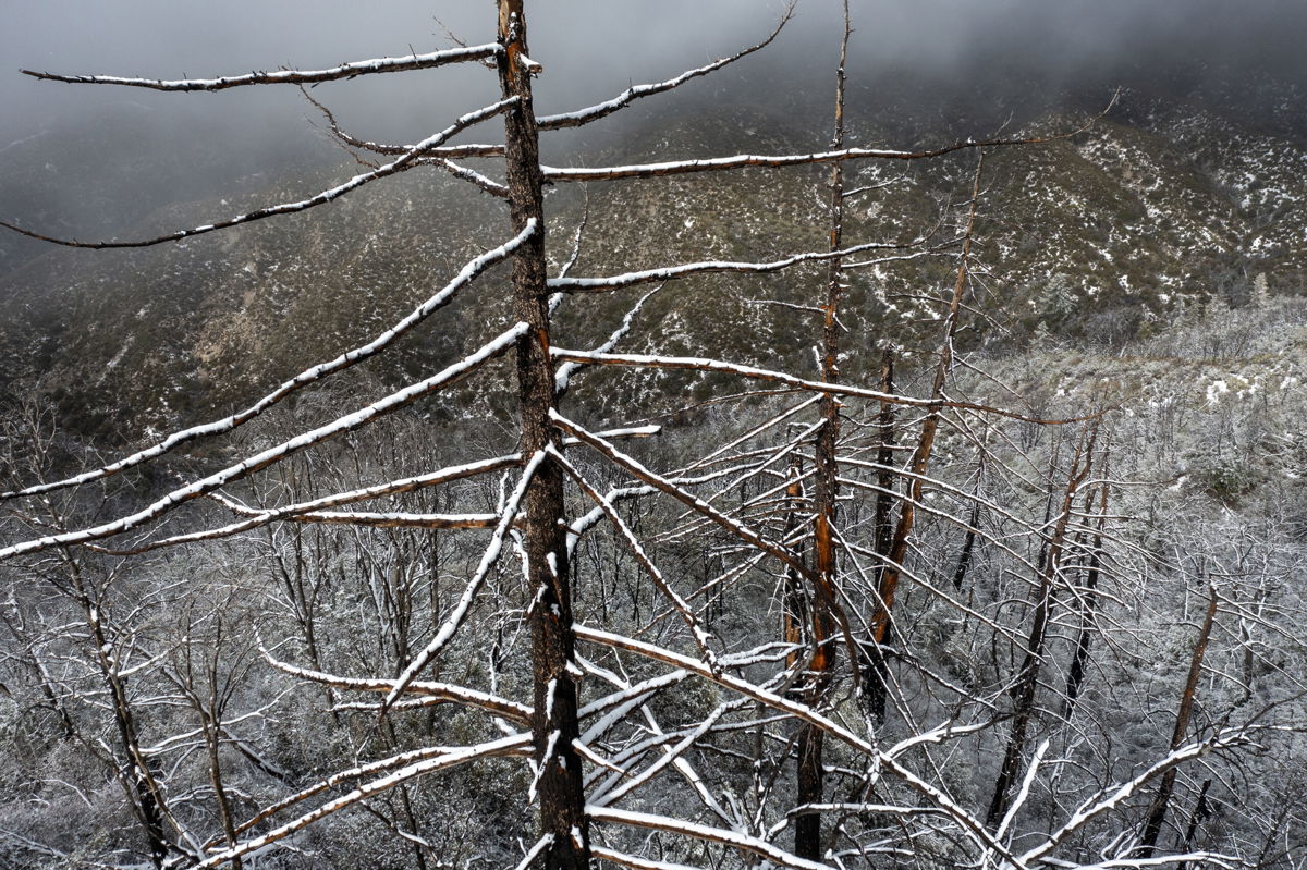 <i>David McNew/Getty Images</i><br/>A once wildfire-ravaged forest in the San Gabriel Mountains near Los Angeles is covered in snow as a massive storm leaves California on December 12.