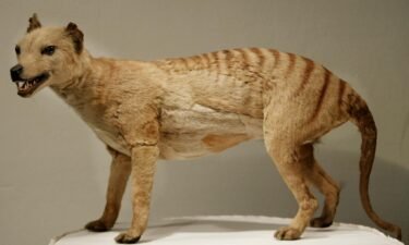 A thylacine displayed at the Australian Museum in Sydney