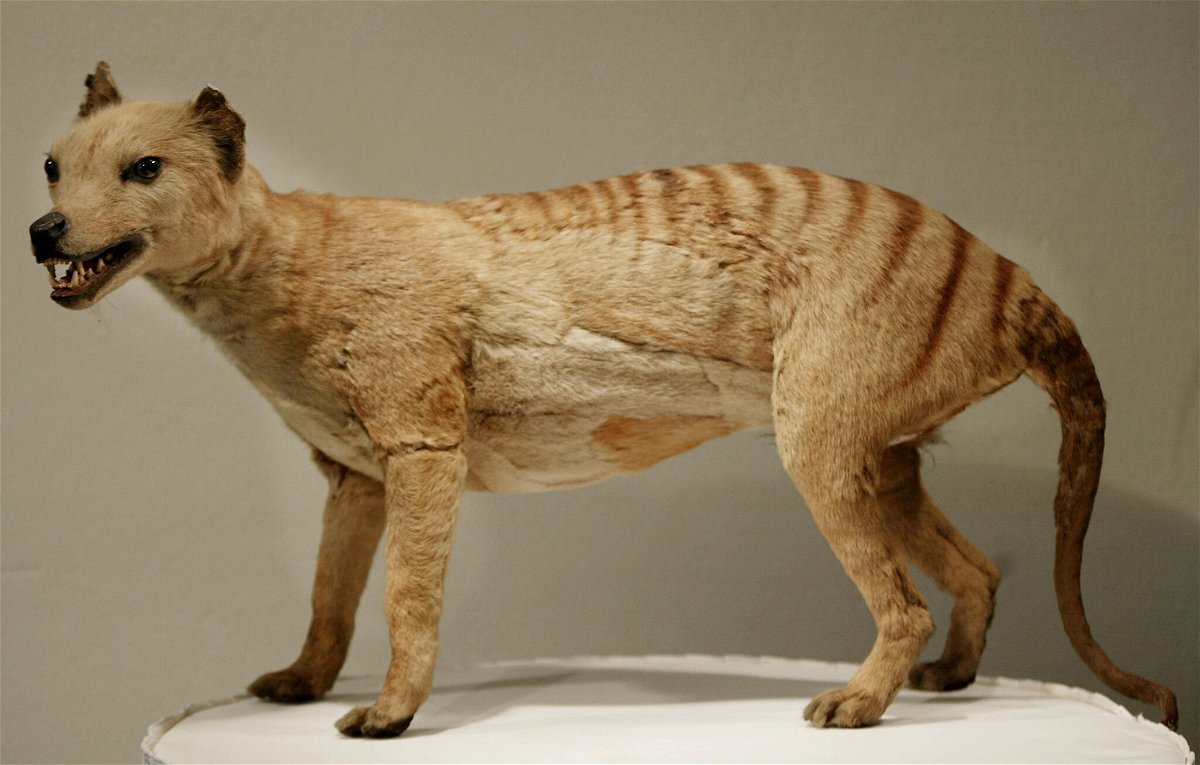 <i>TORSTEN BLACKWOOD/AFP/AFP via Getty Images</i><br/>A thylacine displayed at the Australian Museum in Sydney