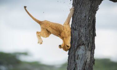 This lion cub displays its not-so cat-like reflexes in this image captured by Jennifer Hadley in the Serengeti