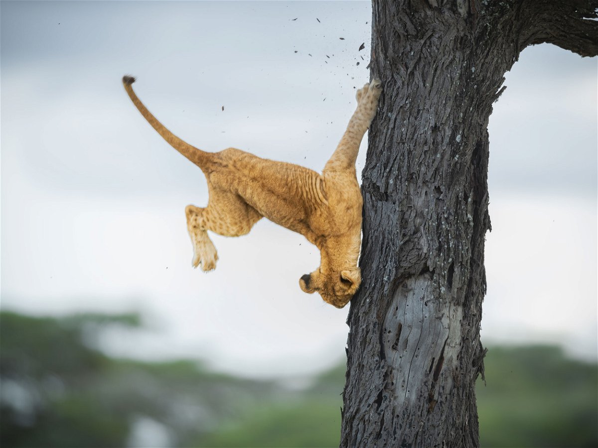 <i>Jennifer Hadley/Comedy Wildlife 2022</i><br/>This lion cub displays its not-so cat-like reflexes in this image captured by Jennifer Hadley in the Serengeti