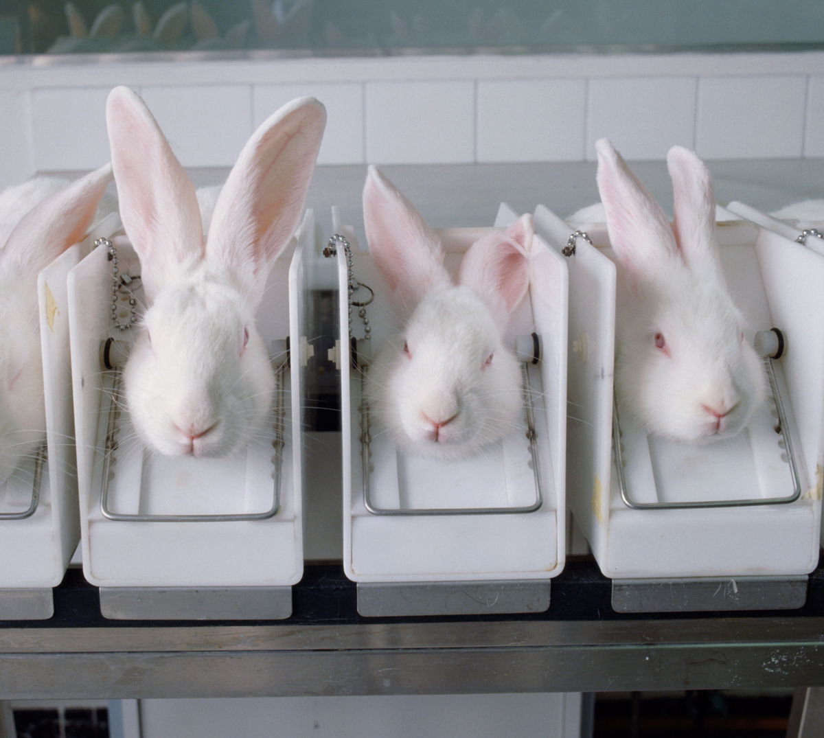 <i>Siqui Sanchez/The Image Bank RF/Getty Images</i><br/>New York has become the tenth state to ban cosmetics testing on animals.