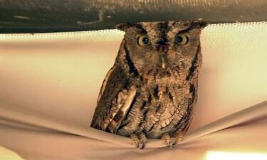 A South Bay wildlife center details rehabilitation efforts for animals injured during the Bay Area storms.