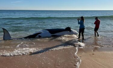 A beached 21-foot killer whale was found dead Wednesday morning after washing up on a Florida beach.