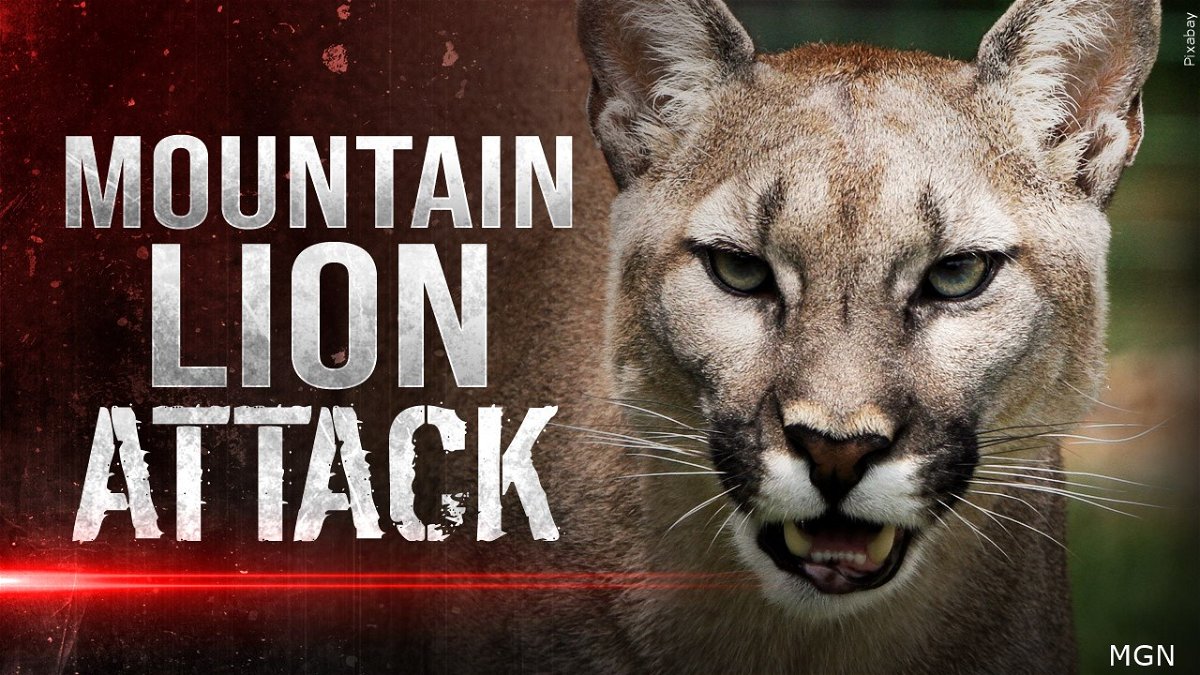 Mountain lion killed after killing family dog - Local News 8