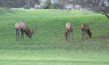 Six thousand dollars in reward money is up for grabs for information leading to an arrest in an elk poaching investigation out of Cherokee