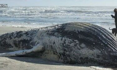 Dead whales washing ashore prompt local activists to call on President Biden to halt offshore wind energy activity.