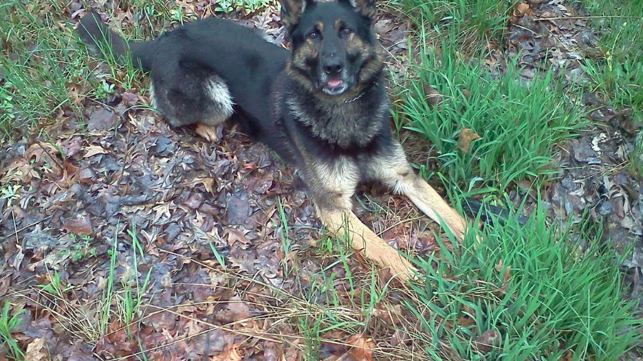 <i>WNEM</i><br/>The Genesee County Sheriff’s Office announced the end of watch for K9 Officer Bullet on Thursday.