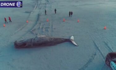 Another humpback whale washed up at the Jersey Shore over the weekend