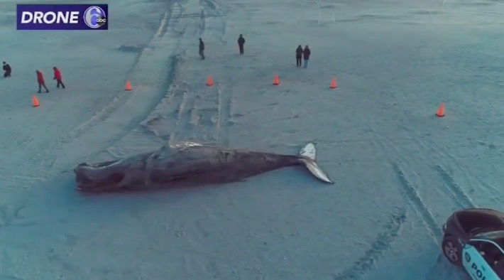 <i>WPVI</i><br/>Another humpback whale washed up at the Jersey Shore over the weekend