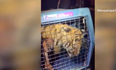 Albuquerque Police Department officers found a young tiger inside a Southeast Albuquerque home. The units were responding to a home shooting.