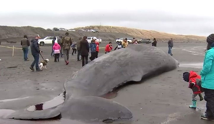 <i>KPTV</i><br/>Officials said it is an unusual stranding of a whale on the Oregon coast and are working on finding out exactly what happened.