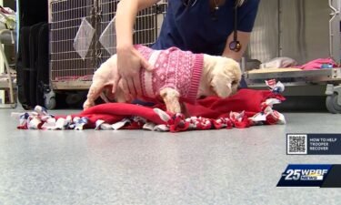 A dog found glued to the ground in Boca Raton is now recovering at a local animal rescue.