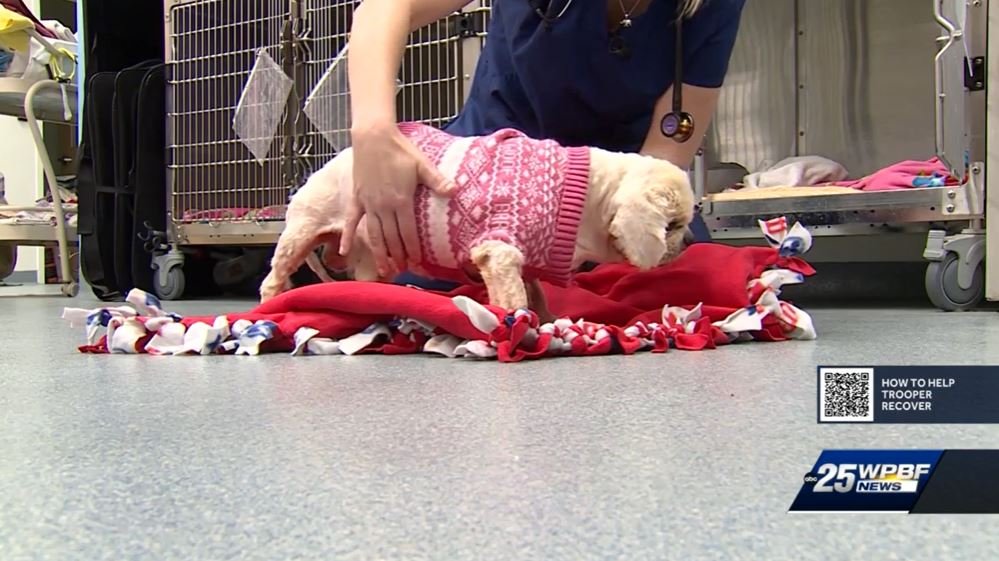<i>KTVZ</i><br/>A new dog day care service in Bend