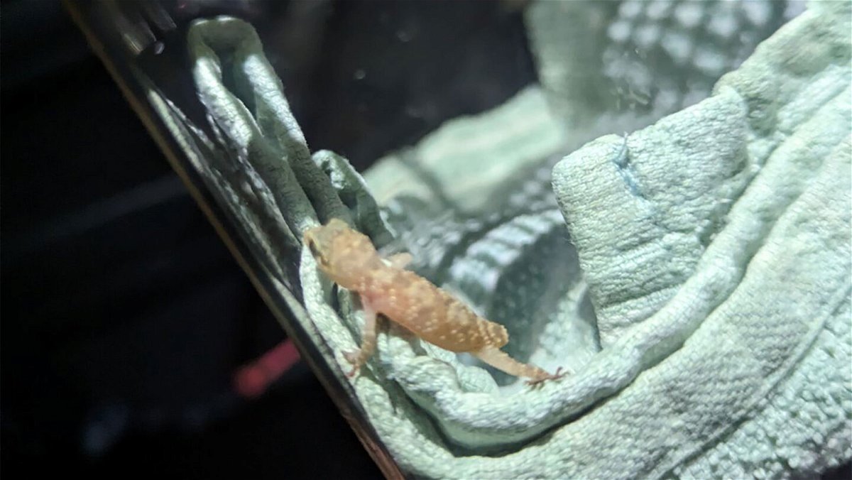<i>RSPCA/Nikata Moran</i><br/>The tiny gecko is currently being cared for at an animal rescue.
