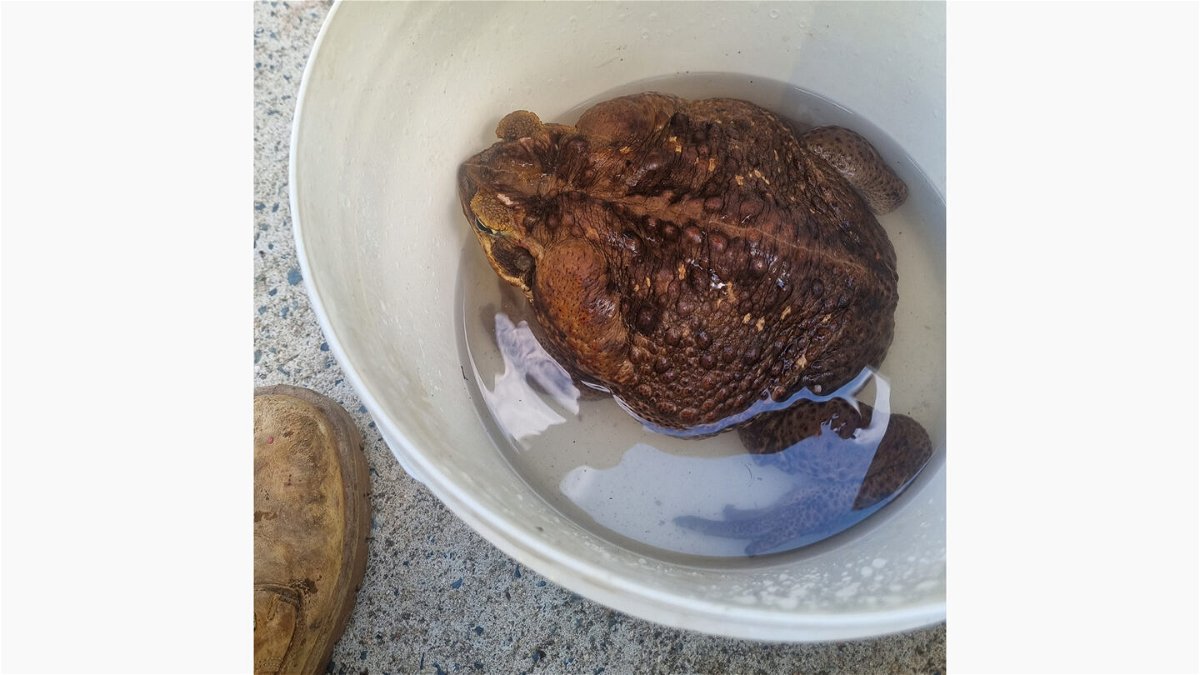 <i>Queensland Department Of Environment and Science/Reuters</i><br/>Toadzilla was placed in a bucket with water for her monumental weigh in.