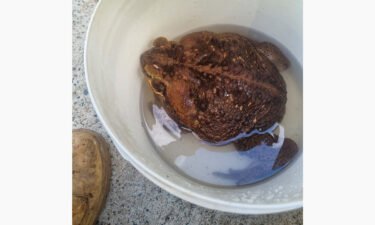 Toadzilla was placed in a bucket with water for her monumental weigh in.