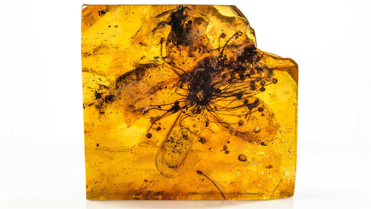 <i>Carola Radke/MfN</i><br/>The fossil flower of the newly identified plant Symplocos kowalewskii is contained in Baltic amber.