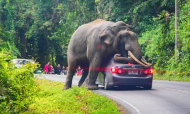 Khao Yai National Park is home to as many as 200 wild elephants