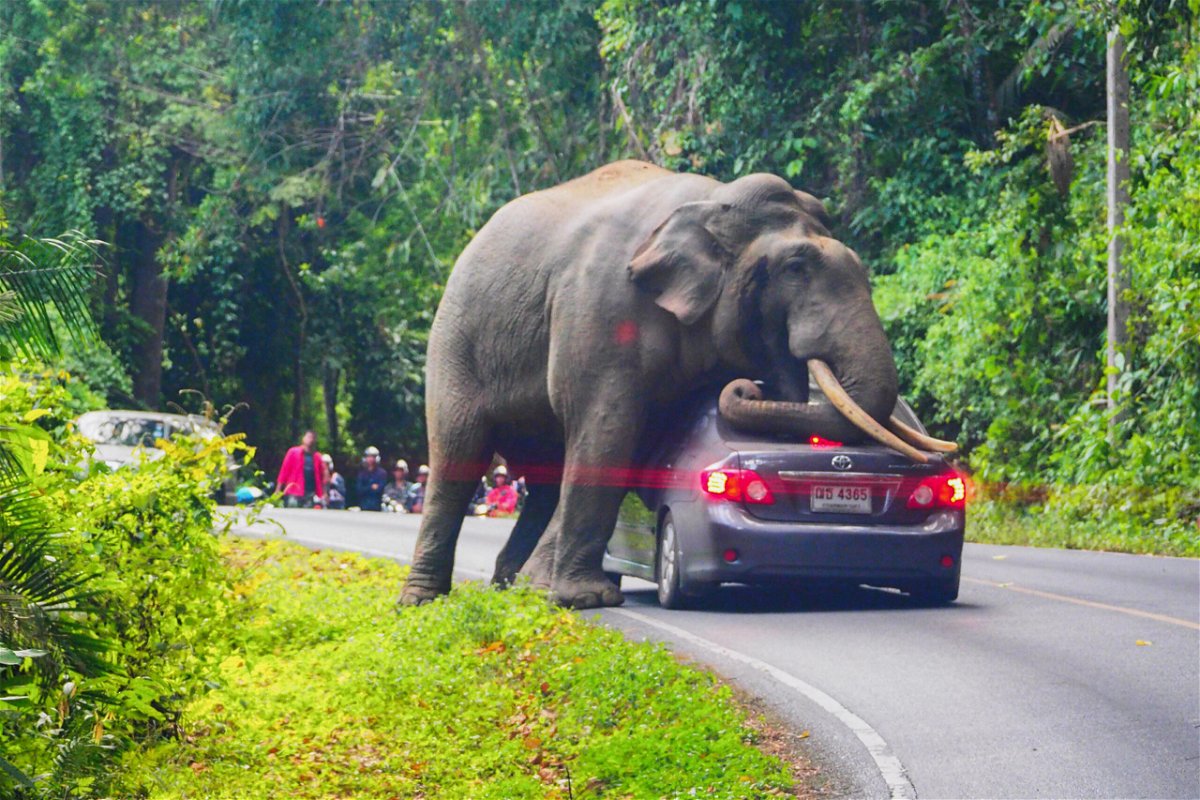<i>Pratya Chutipaskul/AFP/Getty Images</i><br/>Khao Yai National Park is home to as many as 200 wild elephants