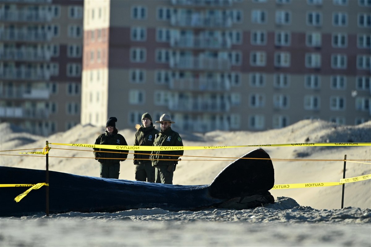 <i>Bryan Bedder/Getty Images/FILE</i><br/>Local authorities stand near a dead whale on Rockaway Beach in New York on December 13.