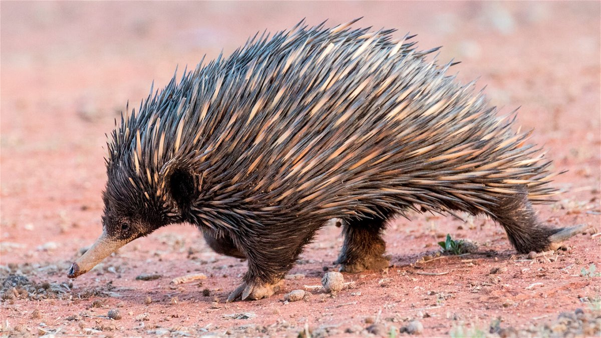 <i>Avalon/Universal Images Group Editorial/Getty Images</i><br/>The short-beaked echidna is native to Australia.