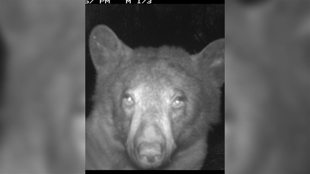 <i>City of Boulder</i><br/>The bear diva took hundreds of selfies on a motion-activated wildlife camera.