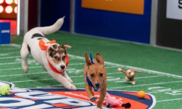 Ellington (left) chasing Chorizo (right) on the field during the 2022 Puppy Bowl. Puppy Bowl XIX airs on February 12.