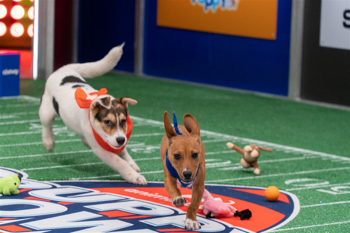 <i>Tony Aviles/Bright Road Productions/Animal Planet/Discovery+</i><br/>Ellington (left) chasing Chorizo (right) on the field during the 2022 Puppy Bowl. Puppy Bowl XIX airs on February 12.
