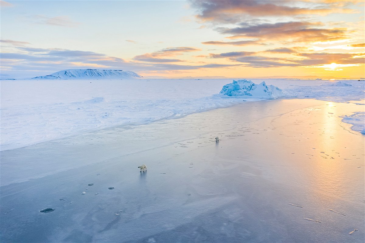 <i>Florian Ledoux</i><br/>Two polar bears play on the ice in the Arctic.