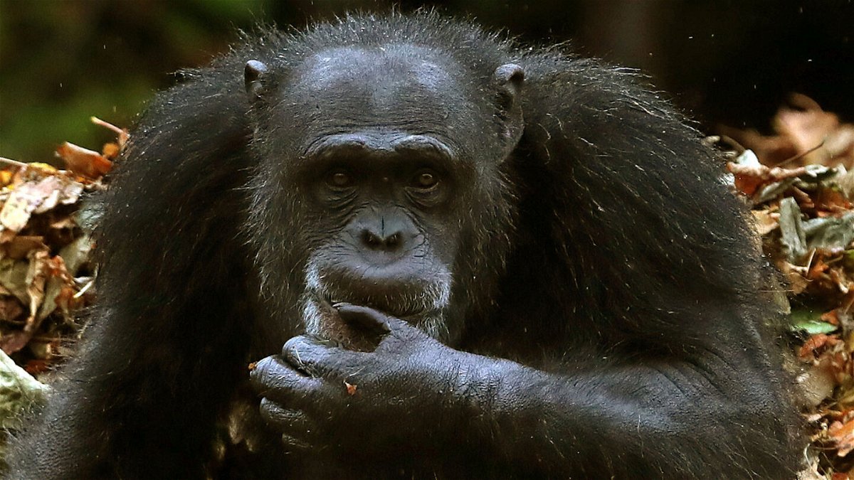 <i>Andrew Milligan/AP</i><br/>Great apes deploy more than 80 signals to communicate everyday goals