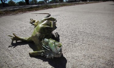 Cold weather can temporarily paralyze iguanas