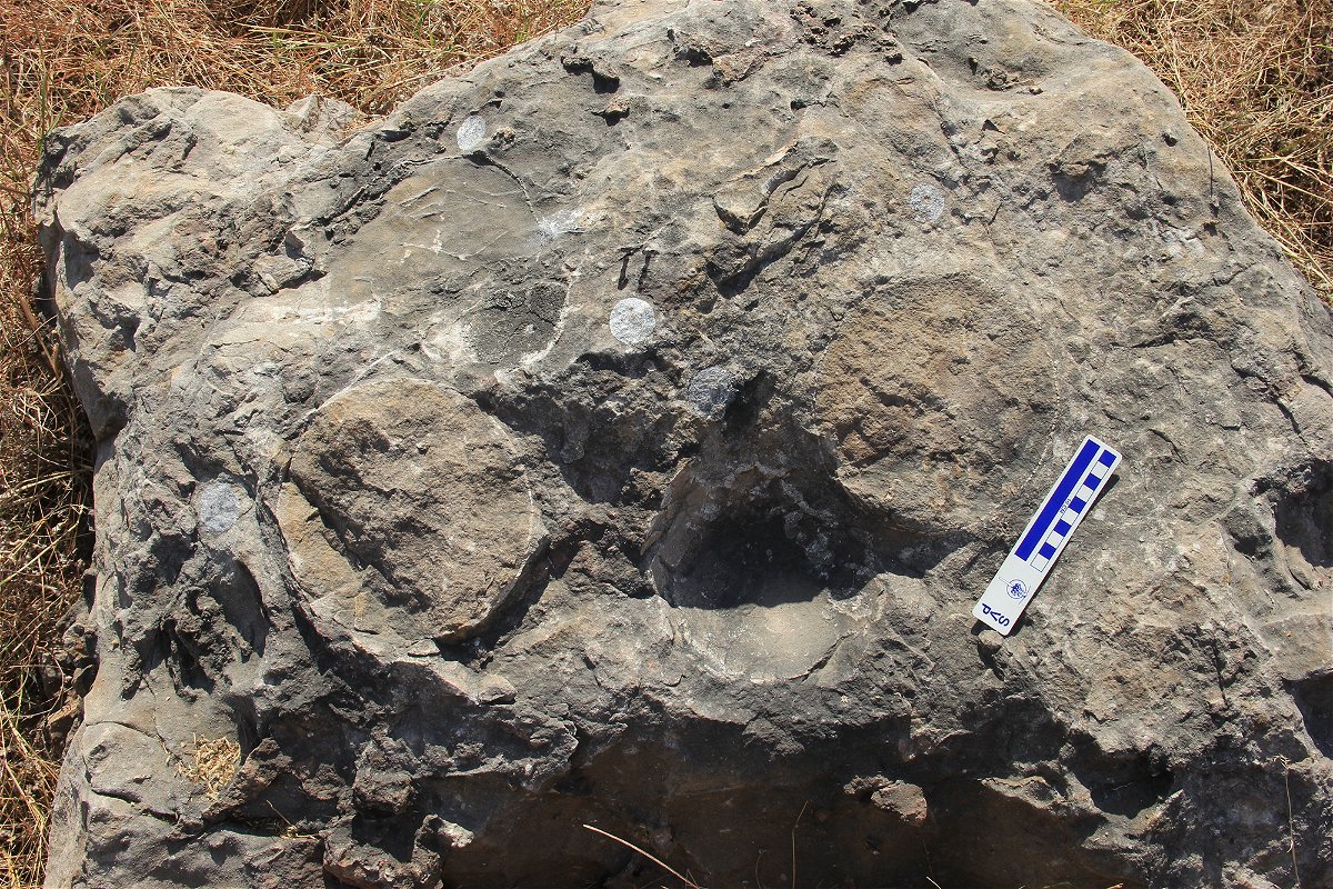 <i>Harsha Dhiman/G.V.R.Prasad</i><br/>The titanosaur eggs measured 6 inches to 7 inches in diameter.