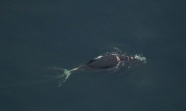 Scientists spotted North Atlantic right whale No. 4904 off the coast of North Carolina during an aerial survey on January 8.