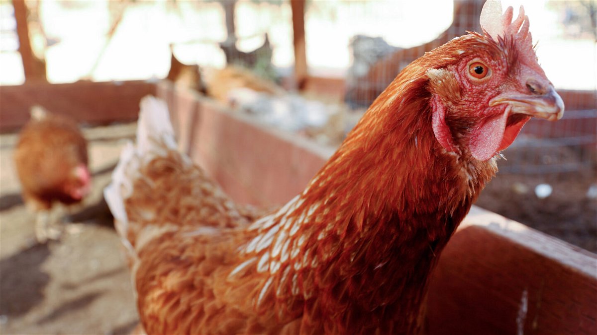 <i>Mario Tama/Getty Images</i><br/>Keeping chickens in your backyard can come with a handful of serious health risks