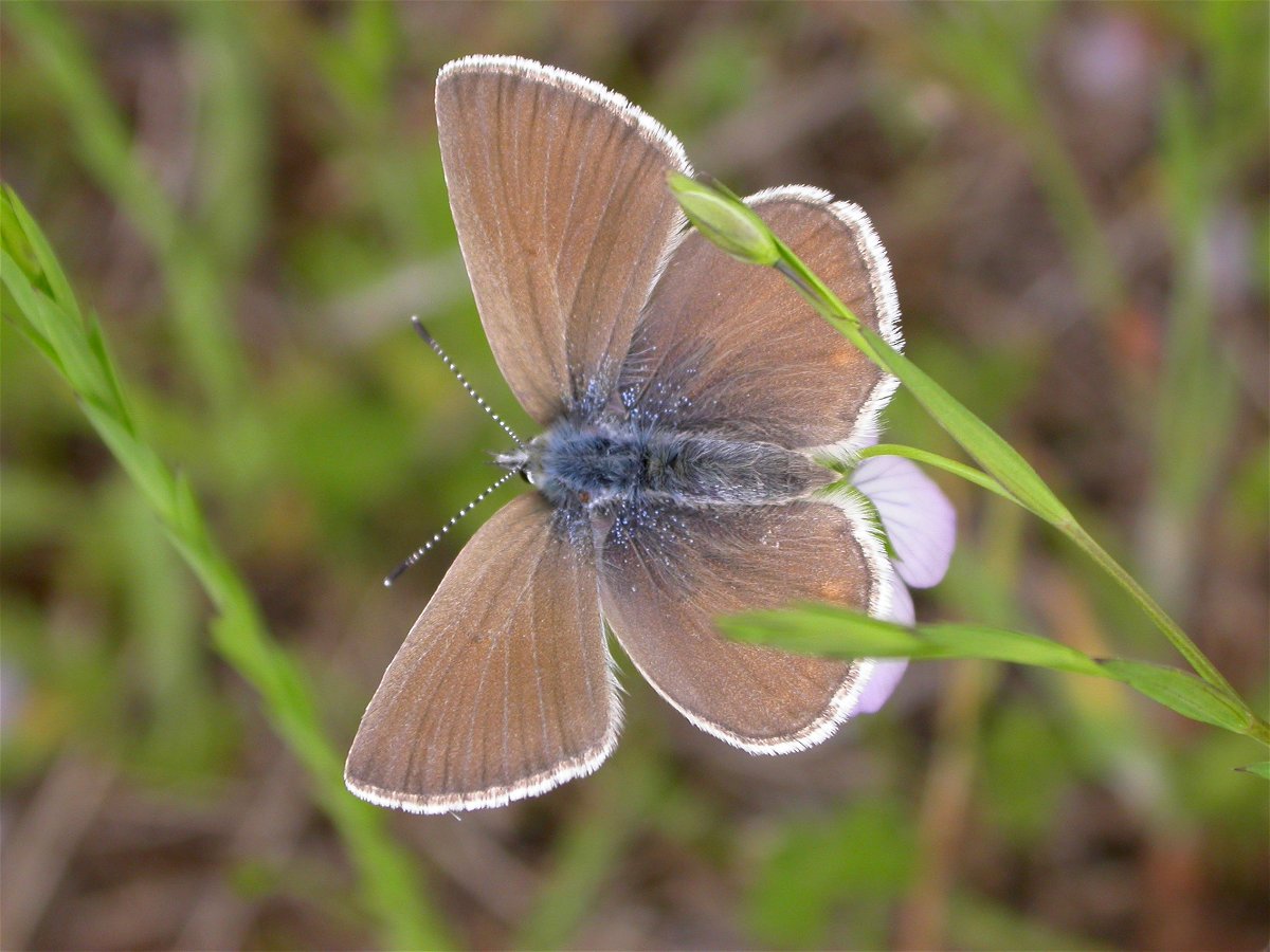 <i>Jeff Dillon/U.S. Fish and Wildlife Service</i><br/>The Fender’s blue butterfly
