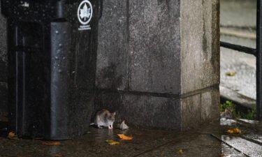 A rat scavages by a trash bin in New York in October.
