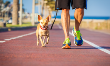 8 ways to get the most out of a walk with your dog