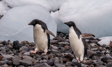 Adelie penguins on Paulet Island in the Weddell Sea
