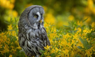 The great gray owl shuns traditional hooting in favor of a low-pitched hooing.
