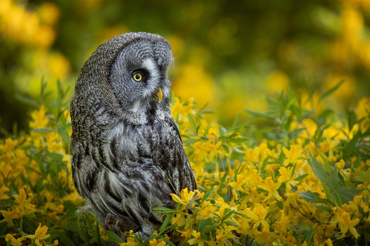 <i>Adobe Stock</i><br/>The great gray owl shuns traditional hooting in favor of a low-pitched hooing.