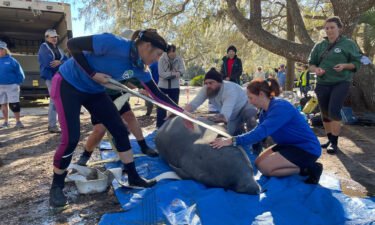 Wildlife rehabilitators prepare to release a manatee into Florida's Blue Spring State Park on Monday