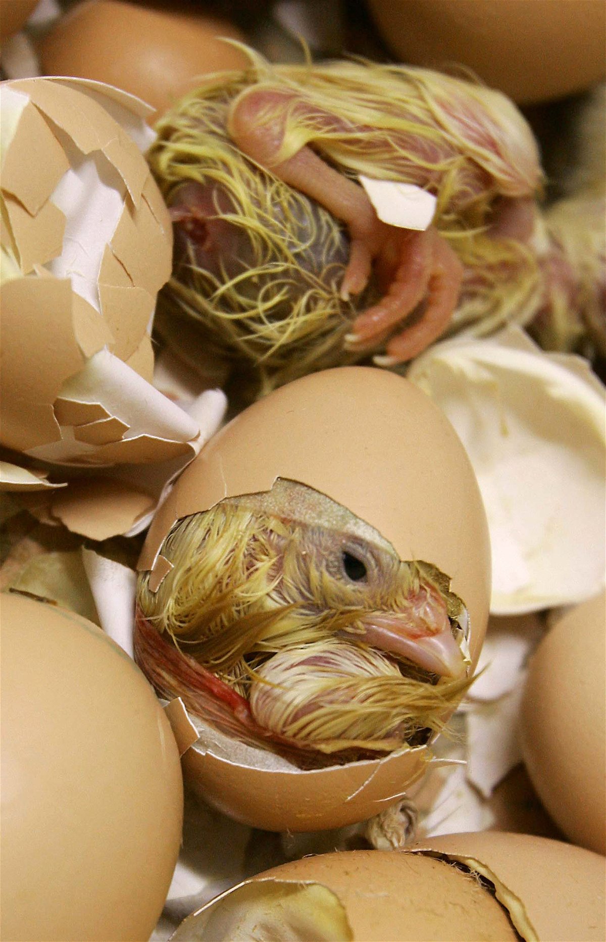 <i>Frederick Florin/AFP/Getty Images</i><br/>Picture of newborn chicks at the Couvoirs de l'Est in 2006 in Willgottheim