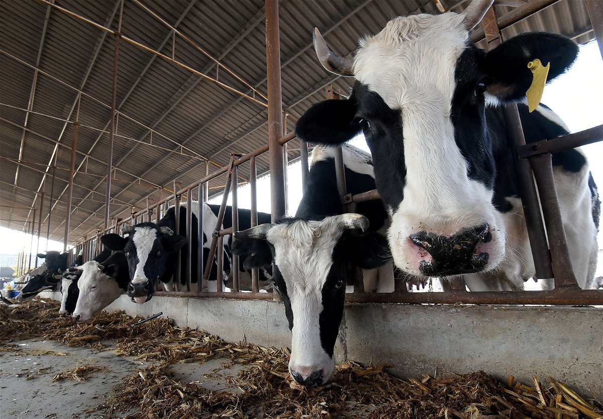 <i>Hao Qunying/Costfoto/Future Publishing/Getty Images</i><br/>Workers feed cows at a dairy farm in Handan