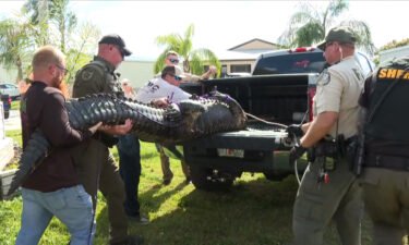 An 85-year-old woman was killed after an incident involving an alligator Monday in St. Lucie County