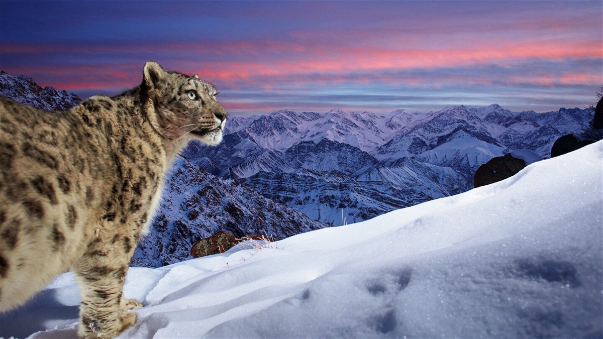 <i>Sascha Fonseca/Wildlife Photogragrapher of the Year</i><br/>A spectacular image of a snow leopard gazing out across mountains in India has been voted the winner of this year's Wildlife Photographer of the Year People's Choice Award.