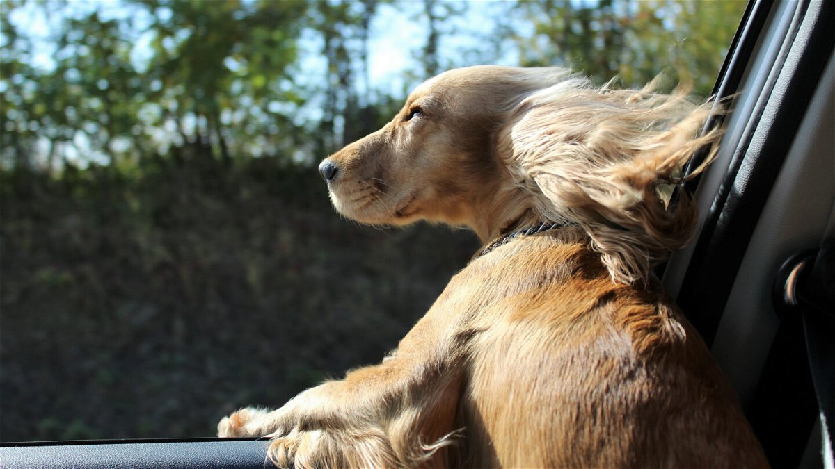 <i>Adobe Stock</i><br/>The Florida legislature is considering a comprehensive animal welfare bill which would ban owners from letting a dog extend its head or other body parts from a car window while driving on public roadway