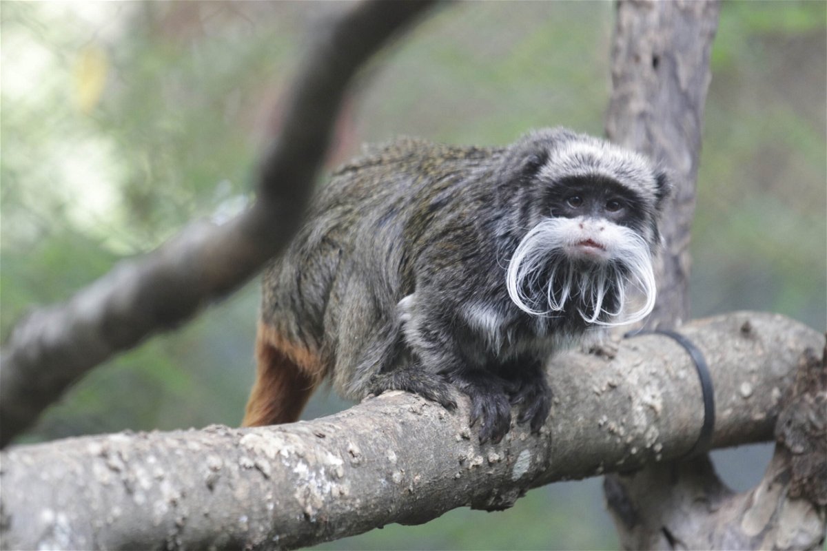 <i>Dallas Zoo via AP</i><br/>A photo provided by the Dallas Zoo shows one of the zoo's emperor tamarin monkeys.
