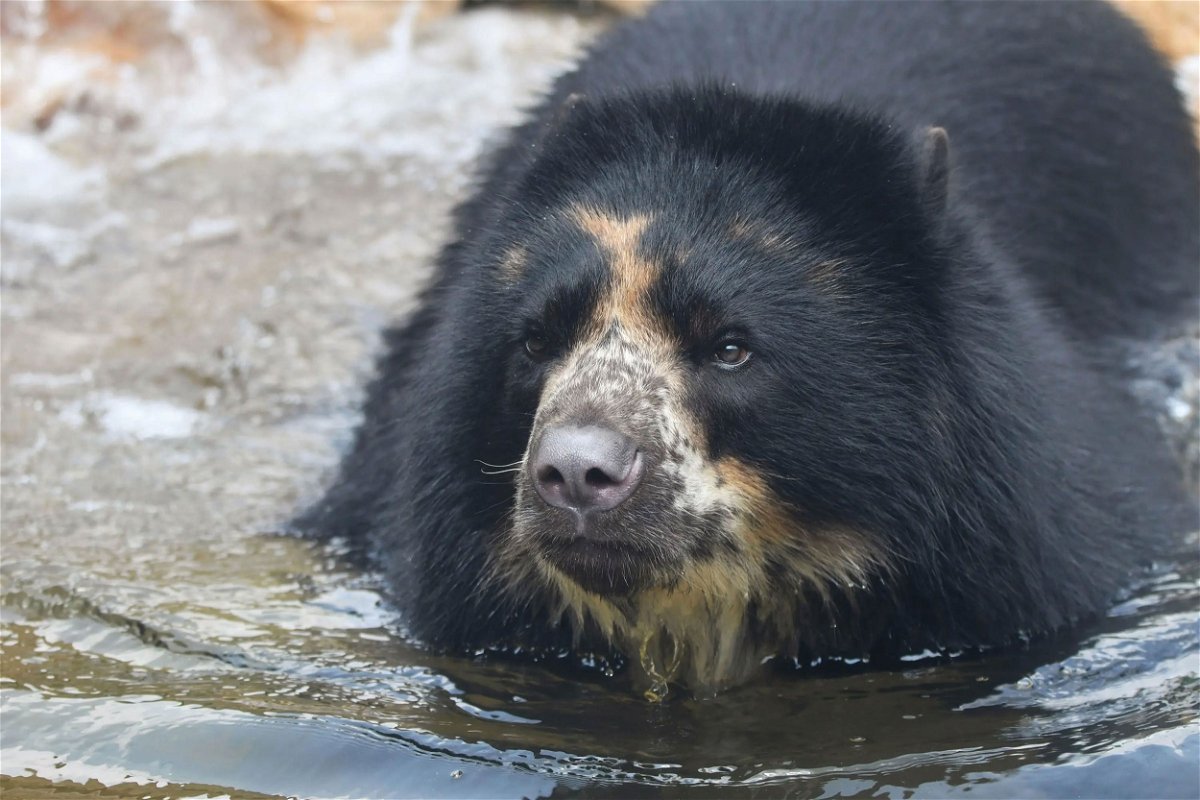 <i>From Saint Louis Zoo</i><br/>Andean bear Ben escaped his enclosure at Saint Louis Zoo for a second time this month.