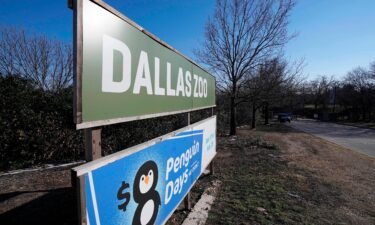 The man suspected of stealing two tamarin monkeys from the Dallas Zoo allegedly admitted to the crime